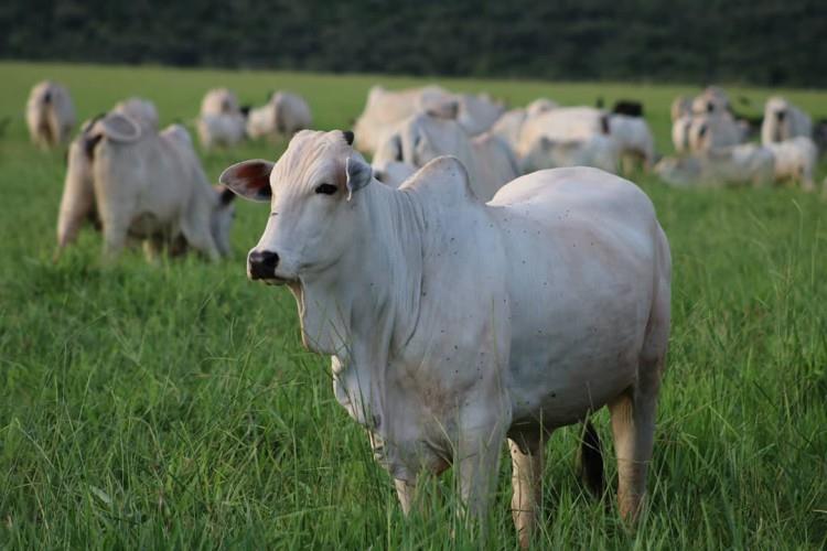 Novidades do Exportando mais 1 milhão de toneladas de carne bovina em