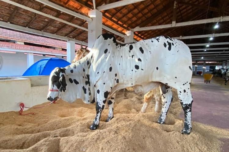 Expogrande 2024: Feira movimentou 576 milhões e supera expectativas.