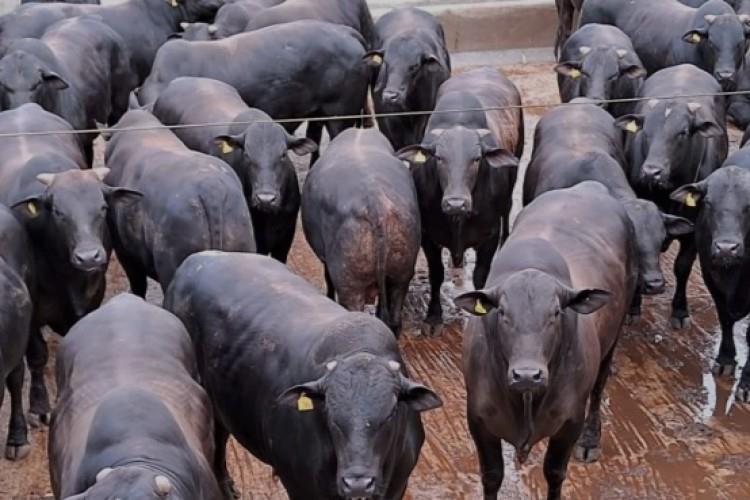 Mesmo pressionados pecuaristas resistem e arroba tem leve alta